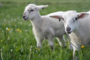 Breed more lambs, producers told at forum