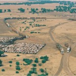 Livestock transportation photo