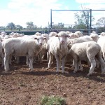 lamb feedlot 013