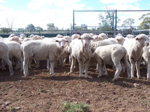 lamb feedlot 013