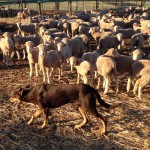 lambs in feedlot