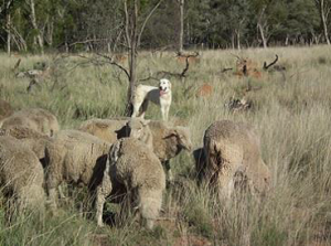 Maremma