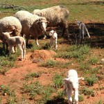 ewes-and-lambs-bollon-cropped