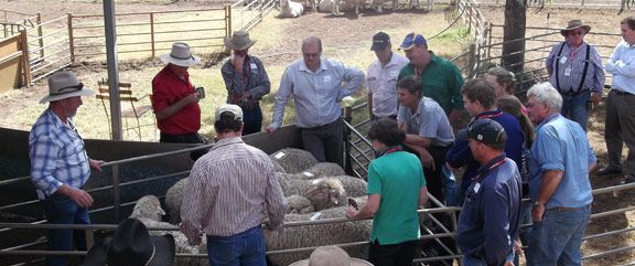 Men surrounding sheep in a pen