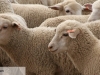 Close-up of sheep