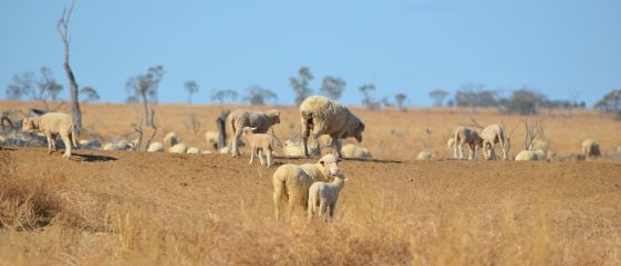 Sheep with blue sky