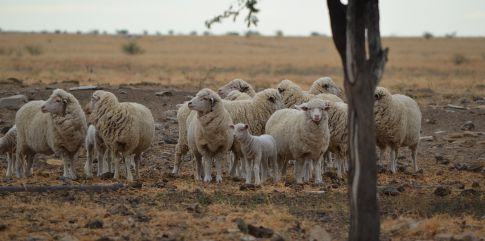Sheep in field