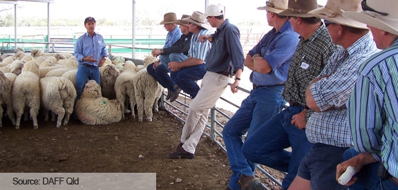 Sheep being managed